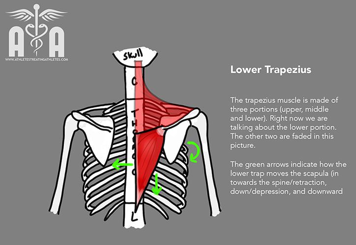 Scapulothoracic Joint: Muscles - Athletes Treating Athletes | Joint