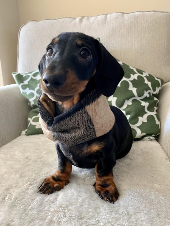 Black And Tan Tartan Snood Dog Snood Scarf Dog Neckwear Dog