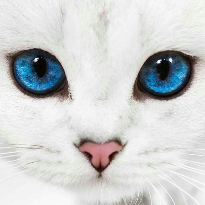 arka plan 2020 cute kittens sevimli hayvan yavrulari kedi sanati