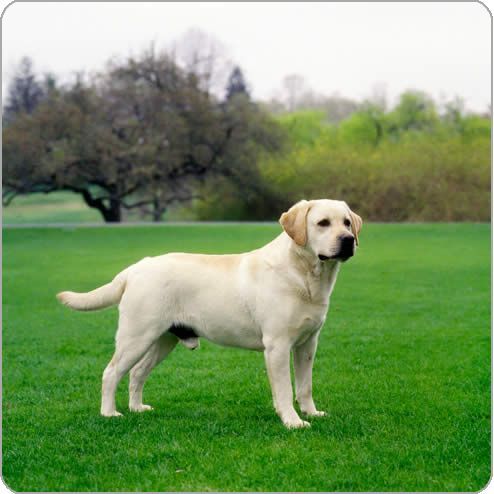 Http Www Purina Com Au Owning A Dog Dog Breeds Labrador Retriever Http Www Purina Com Au Owning A Dog Dog Breeds Labrador Retriever