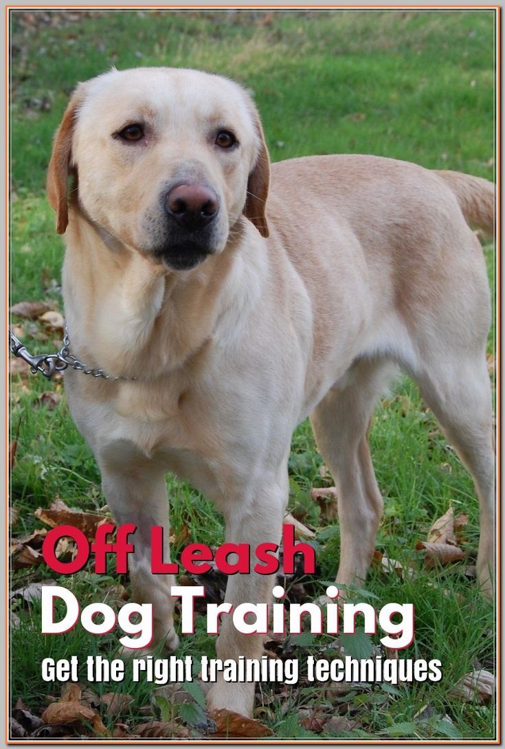 Walking Dog Tips Tips For A Pleasant Dog Walking Experience