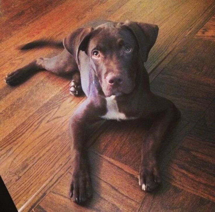 chocolate pitbull puppies m 225 s de 25 ideas incre 237 bles sobre cachorros pit bull en cachorros de pit chocolate pitbull puppies m 225 s de 25 ideas incre 237 bles sobre cachorros pit bull en cachorros de pit