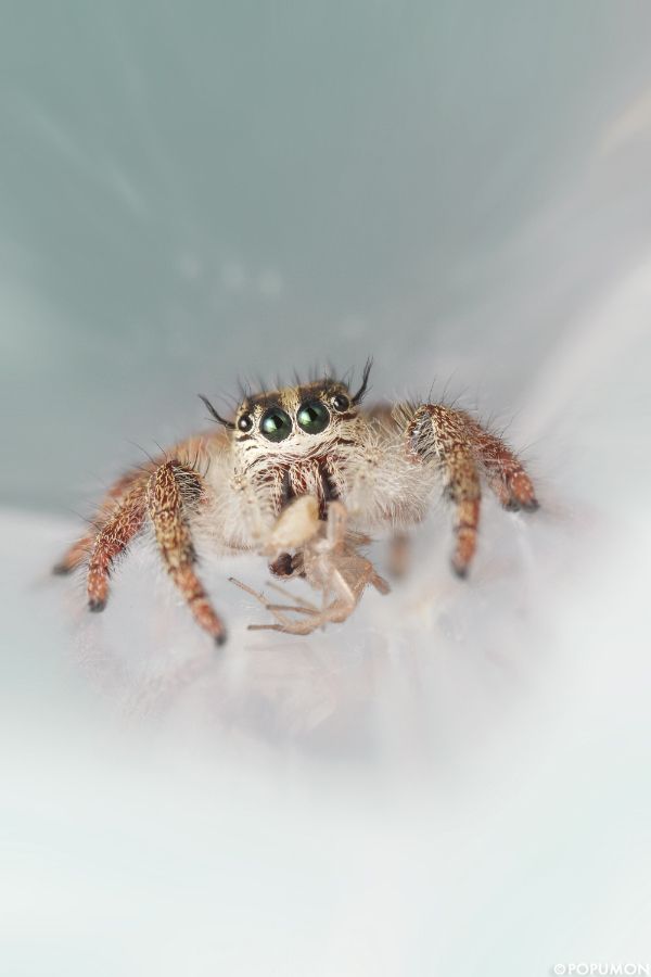 98 Best Arachnid Love Images On Pinterest Spiders Hand Spinning New Small Jumping Bugs In Bathroom Decorating Inspiration 98 Best Arachnid Love Images On Pinterest Spiders Hand Spinning Unique Small Jumping Bugs In Bathroom Design Decoration