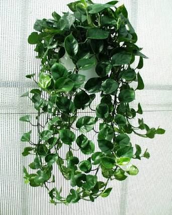Cool Bathroom Plants best 25+ indoor plants low light ideas on pinterest | indoor plant Cool Bathroom Plants best 25+ indoor plants low light ideas on pinterest | indoor plant