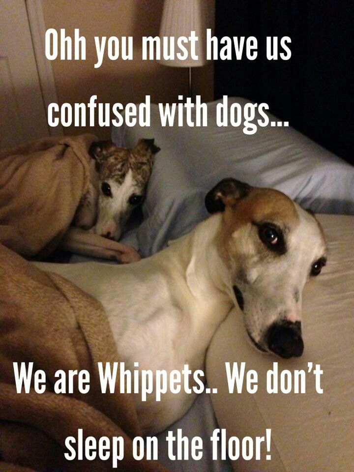 Greyhound Dog Breed Behaviour Greyhound Dog Breed Behaviour