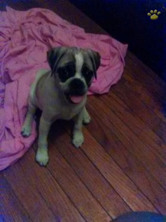 Daisy Jug Puppy For Sale In Nottingham Pa Lancaster Puppies