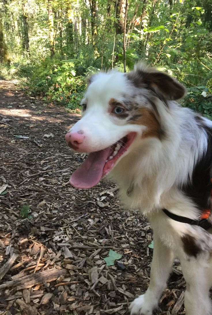 australian shepherd welpen 4 monate 6975 besten australian shepherd bilder auf pinterest australian australian shepherd welpen 4 monate 6975 besten australian shepherd bilder auf pinterest australian