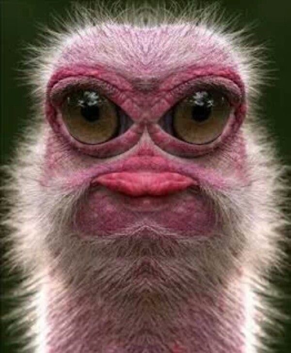 Pin Von Beatrice Gauthier Desmarais Auf Animaux Lustige Bilder top-10-funny-looking-dogs-youtube
