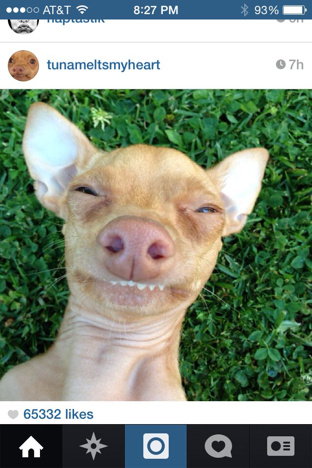 Pictures Of Tuna The Dog Pictures Of Tuna The Dog