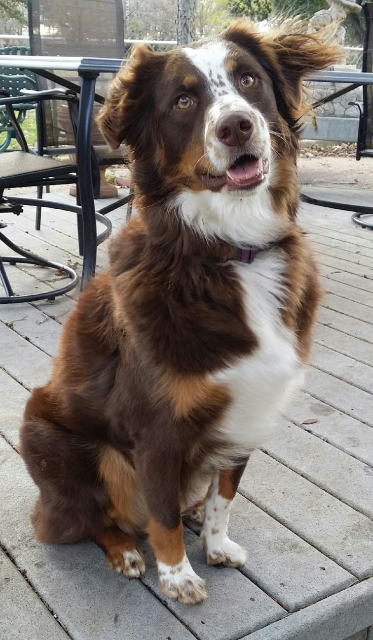 australian shepherd jack russell terrier best 25 australian shepherd names ideas on pinterest australian australian shepherd jack russell terrier best 25 australian shepherd names ideas on pinterest australian