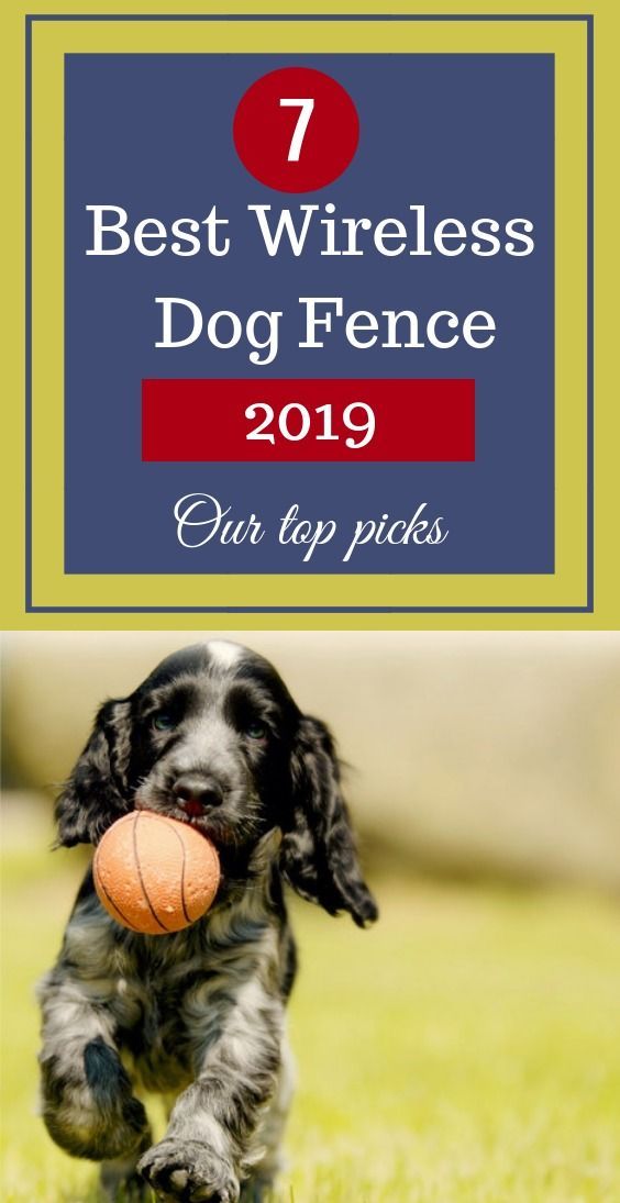 7 Best Invisible Dog Fence Training Tips Boundary Training Dogs