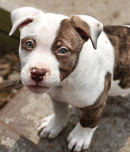 pin by your hollywood portrait studio on pitbulls staffies