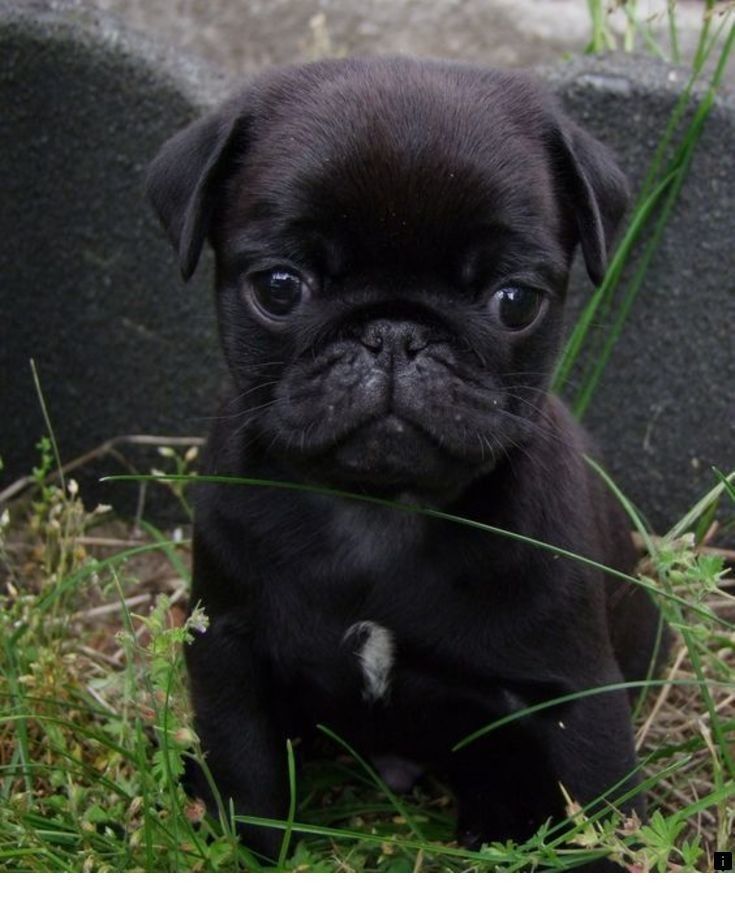 Discover More About Mini Pugs For Please Click Here To Learn Discover More About Mini Pugs For