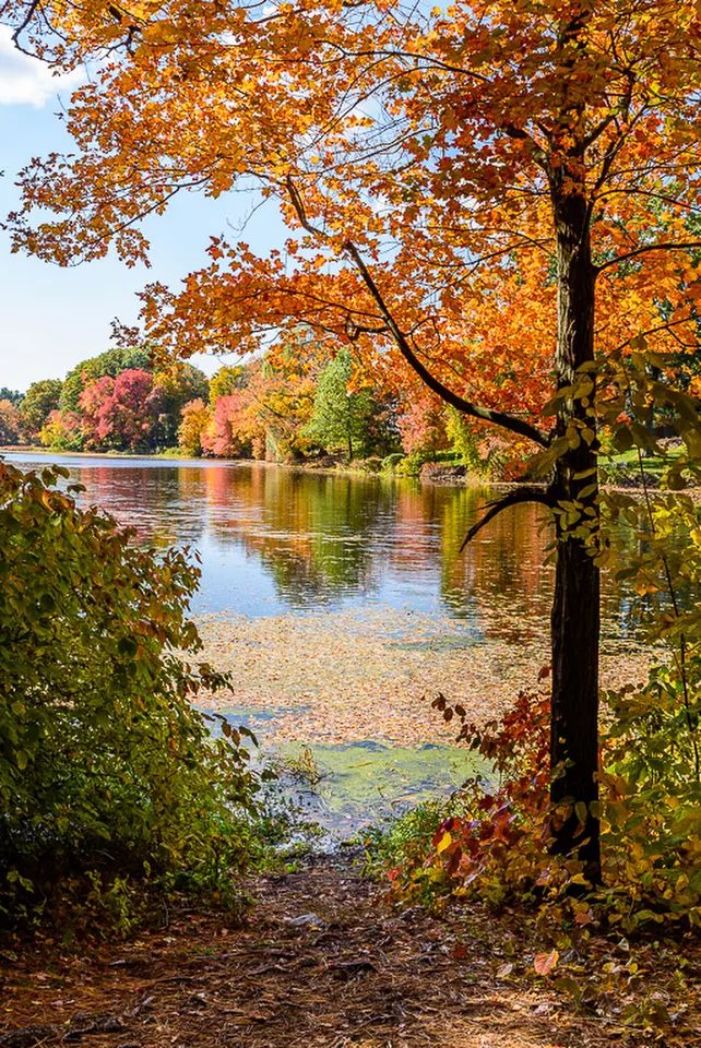 autumn landscape beautifl fall tree water river reflection