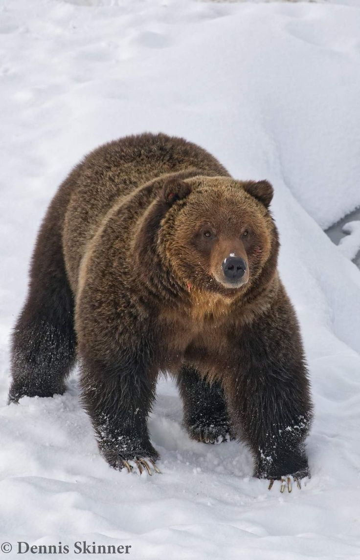 Pin by Scott on Animals Animals, Brown bear, Bear