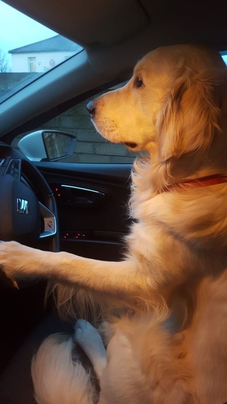 How To Get Dog Hair Out Of Car Reddit 2 do yourself ideas