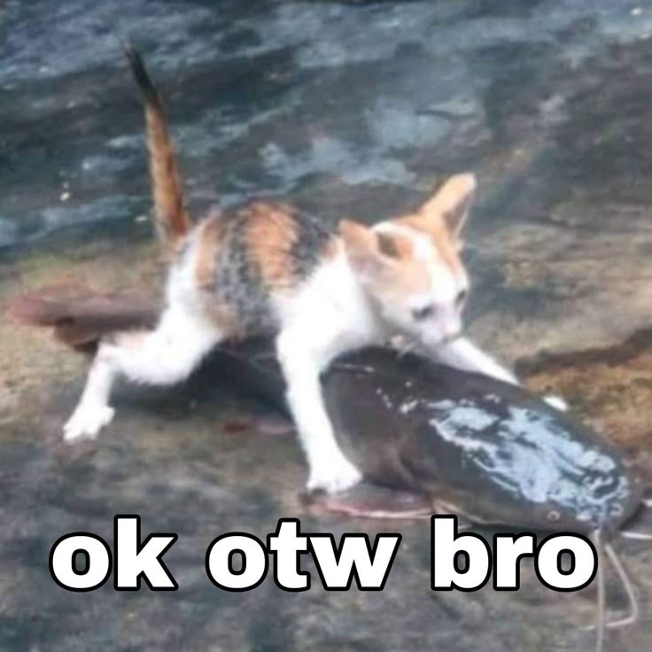 Meme Otw In Meme Gambar Lucu Olahraga Humor Lucu