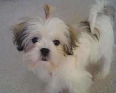 what is a maltese shih tzu mix called best 25 maltese shih tzu ideas on maltese puppies shih tzu maltese mix what is a maltese shih tzu mix called best 25 maltese shih tzu ideas on maltese puppies shih tzu maltese mix