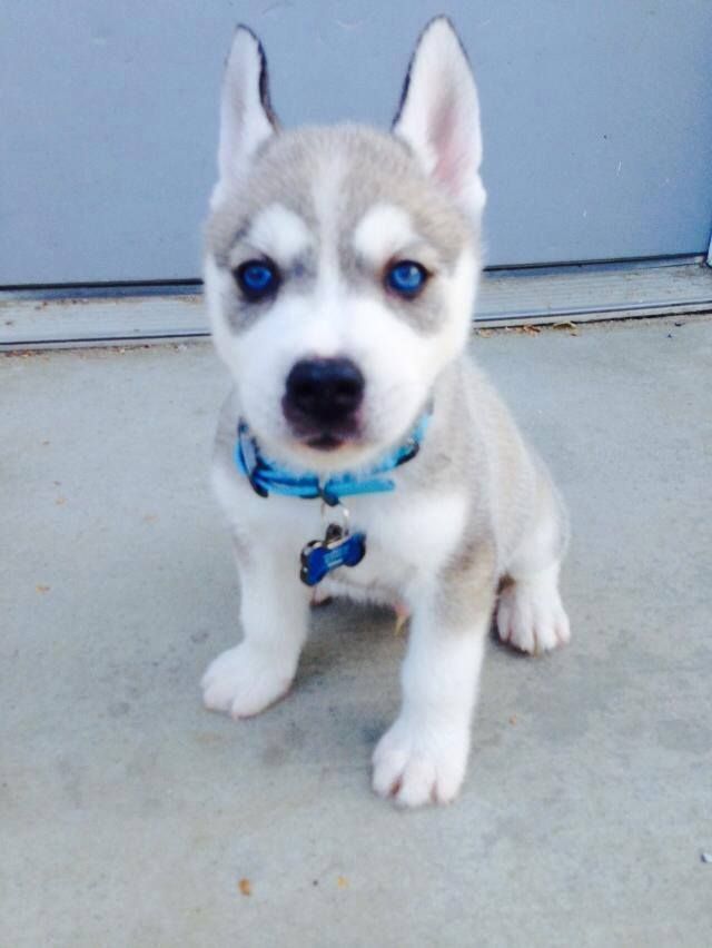 Aruff Ranch Aruff Siberian Husky Breeder Siberian Husky Siberian