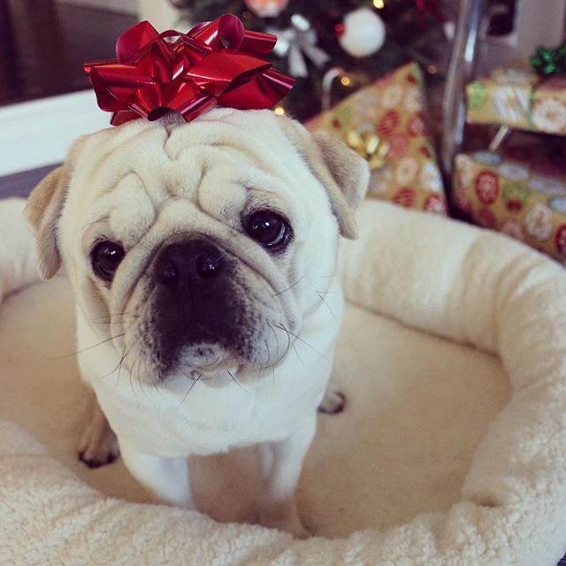 Merry Christmas White Pug Dog Diet Dog Food Recipes