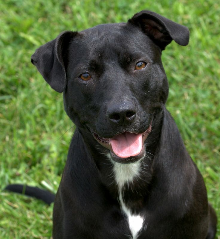 Fluffs And Scruffs A Dog Rescue Fluffs And Scruffs A Dog Rescue