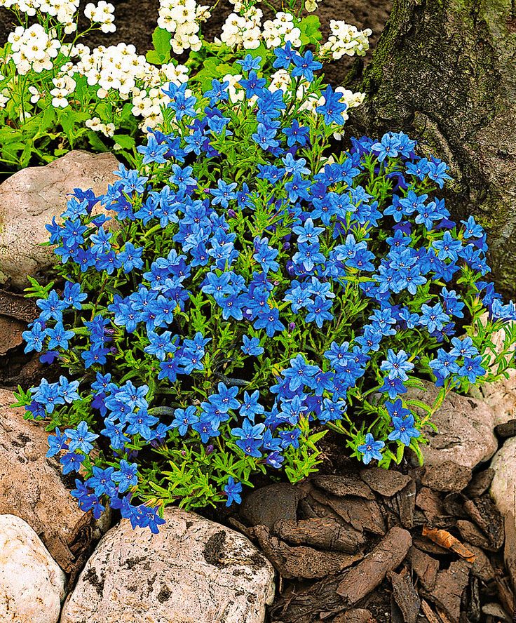 Best 10 Perennial Ground Cover Ideas On Pinterest Lithodora Diffusa Heavenly Blue Is A Compact Plant That Stays Green In Summer And Winter Ground Cover