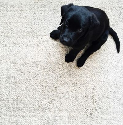 Puppies Bedford Lab Hookup Male Experts Puppies Bedford Lab Hookup Male Experts