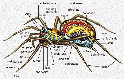 Spider Internal Anatomy クモ 虫 蜘蛛 Spider Internal Anatomy クモ 虫 蜘蛛