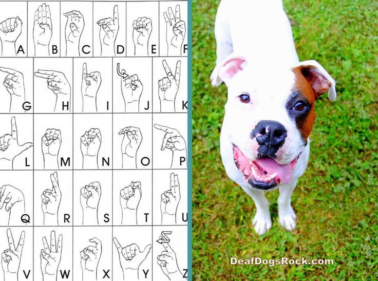 Lately I Ve Been Getting So Many Questions On Our Deaf Dogs Rock