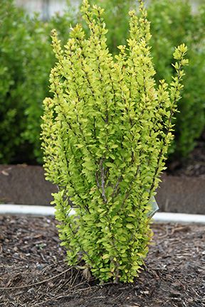 Barberry Oklahoma Proven Shrub For 2017 Flowers Shrubs Trees Barberry Oklahoma Proven Shrub For 2017 Flowers Shrubs Trees Pinterest And Garden