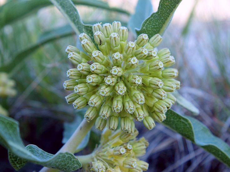 Green Milkweed (Asclepias viridiflora). | Asclepias, Milkweed, Flowers