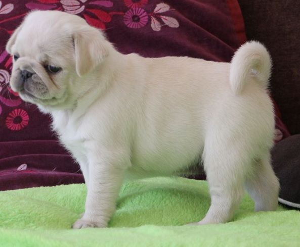 Cute White Pug Puppy Cute Pugs Black Pug Puppies Pugs