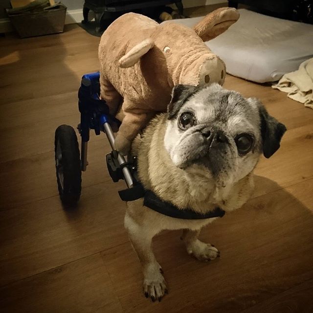 What Do You Mean There S A Pig On That Pug Pug Pugs