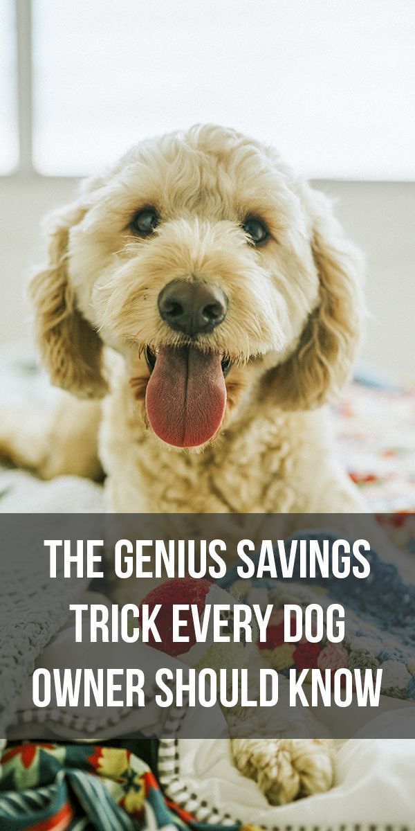 Home Dogs Training Your Dog Dog Training