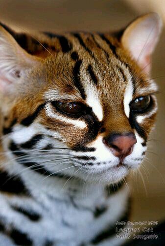 Asia Kittens 3