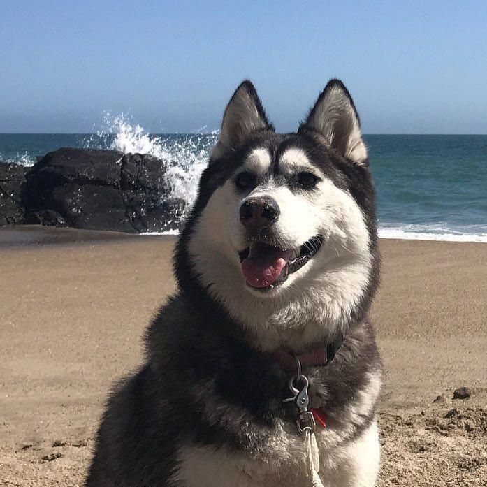 All About Athletic Siberian Huskies Pup Exercise Needs