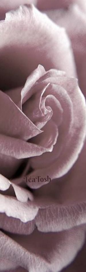 429 best Altrose, Mauve, Flieder images on Pinterest Flowers - glasbilder für küche 429 best Altrose, Mauve, Flieder images on Pinterest Flowers - glasbilder für küche