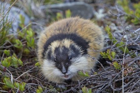 31 Best Rodentia Images On Pinterest Squirrel Wild Animals And Rugged Lemming