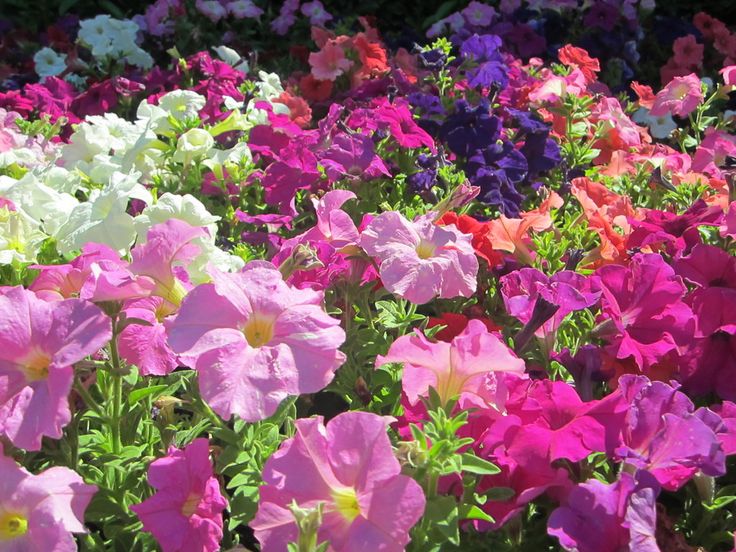 39 Best Flowers Mixed Colours Images On Pinterest 038 Flowers Mixed Colours