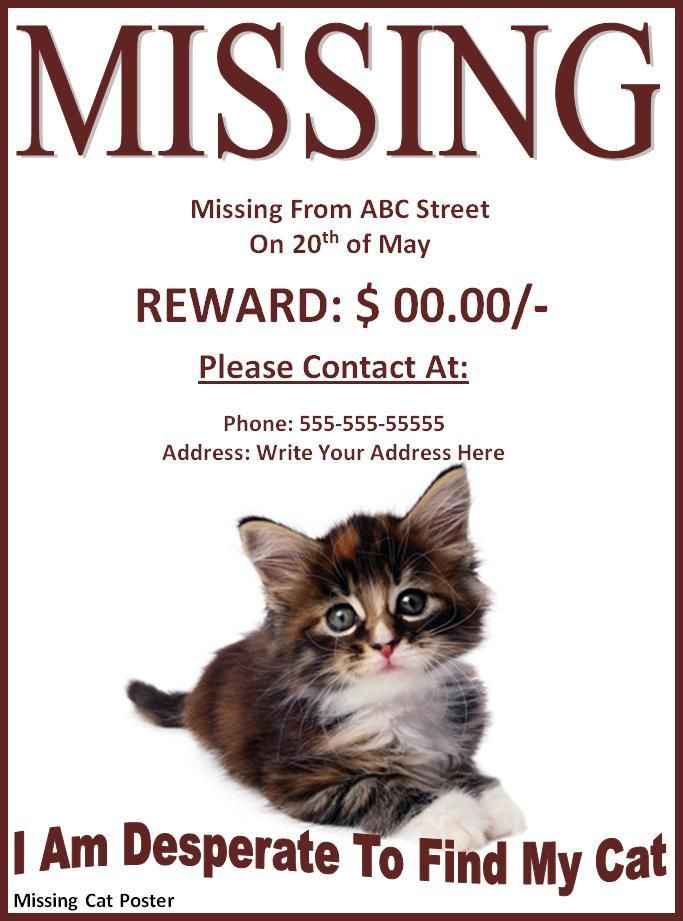 Missing Pet Poster Template wordstemplates Pinterest Template - pet poster Missing Pet Poster Template wordstemplates Pinterest Template - pet poster
