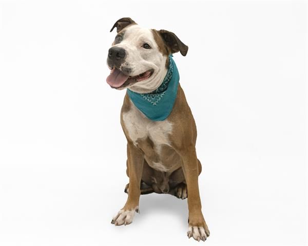 09 19 2019 Super Urgent Adopt Dog Fontaine Due To Be Destroyed At