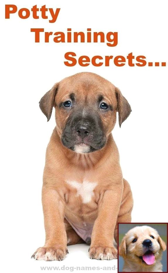 1 Have Dog Behavior Problems Learn About In House Potty Training