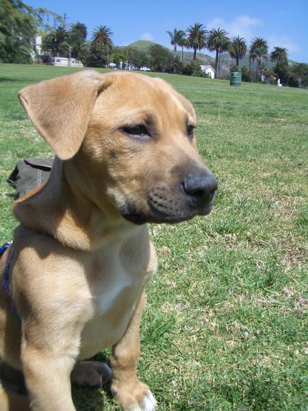 lab mix puppies 95 best my fox lab ridgeback lab mix images on doggies lab mix puppies 95 best my fox lab ridgeback lab mix images on doggies