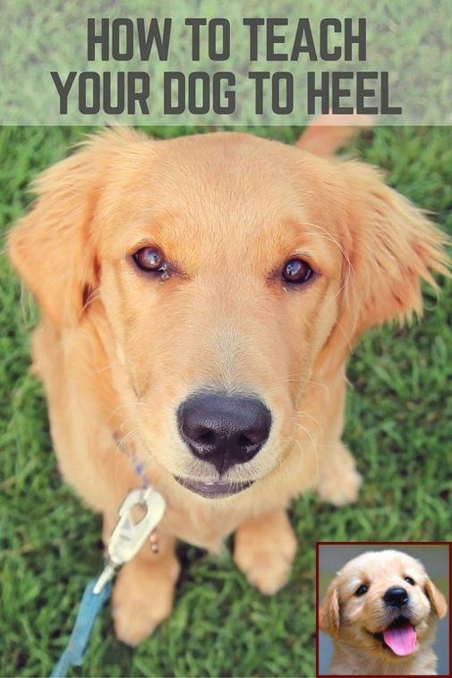 House Training A Female Puppy And Clicker Training Fear Aggressive