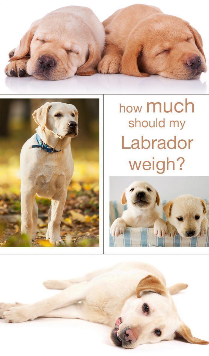 Find Out What A Healthy Weight Is For Your Labrador