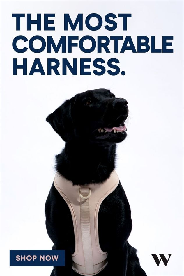 Dog Training And Boarding Dog Training Pinch Collar Dog