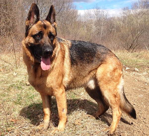 pastor aleman german shepherd dogs military german pastor aleman german shepherd dogs military german
