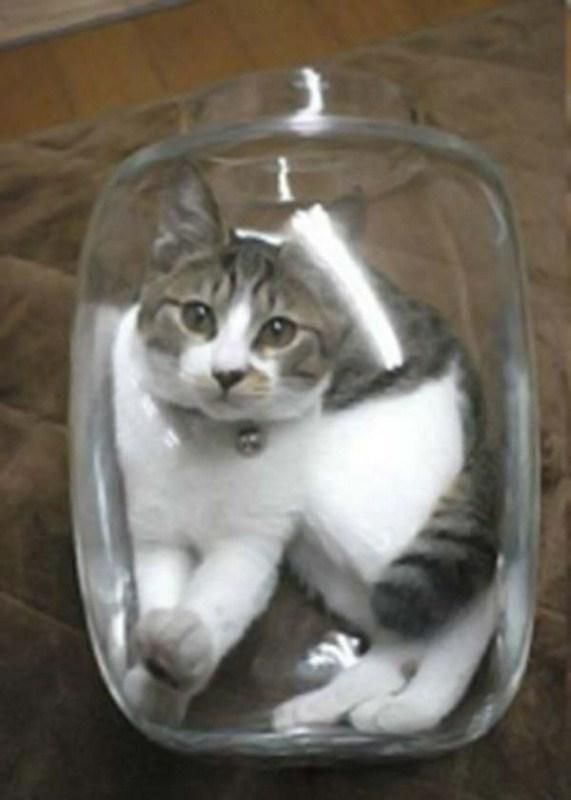 Котэ и банки / Константин Исмаев