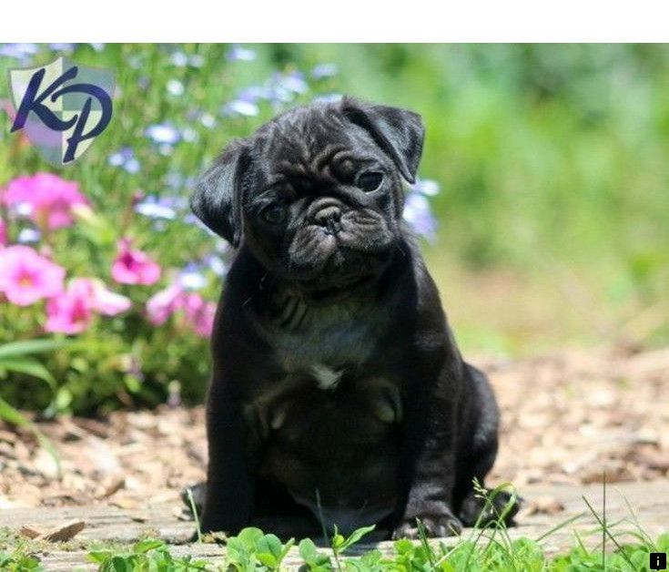 Click The Link For More Cheap Pugs For Sale Near Me Follow The