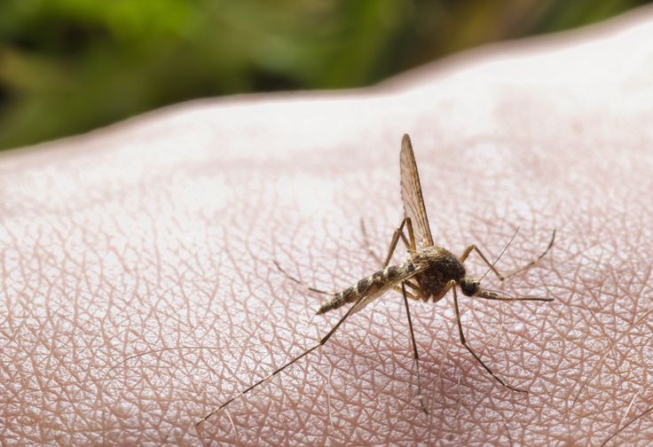 Natural Ways To Not Get Bitten By Mosquitoes Natural Ways To Not Get Bitten By Mosquitoes